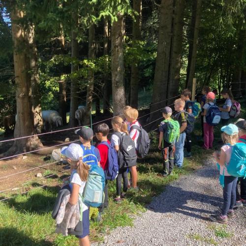 Kinder schauen Schafe an